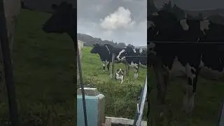 This Dog thinks he’s a COW😂😭#dogs #shorts