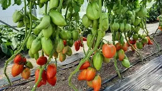 Античный Римский - Проверенный сорт томатов