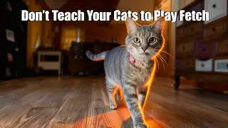Don't Teach Your Cats to Play Fetch (Official Bluegrass Music Video)