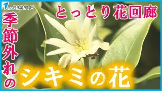 【本来咲くのは4月から5月ごろ…】とっとり花回廊で春に咲く「シキミの花」が開花　猛暑の影響とみられるも原因は不明　鳥取県南部町