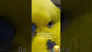 Когда САМ ведешь свой канал и снимаешь Shorts )))😛🤣🤩 #Жирикмакедонский #говорящийпопугай #жирик