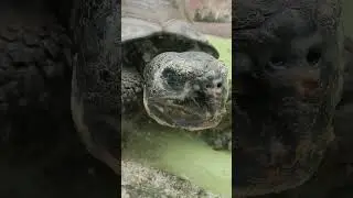 Черепаха 🐢