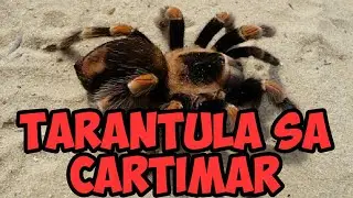 TARANTULA sa CARTIMAR