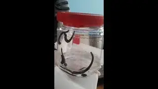 Makat bölgesine sülük taktırdım!