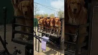 Adventure with a Golden Retriever - Day 3 Boost! #GoldenRetriever #Outdoors