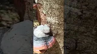 Трутовик 