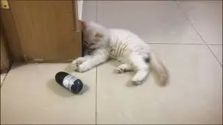 @Kitten play