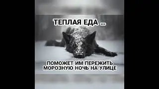 помогайте бездомным животным🙏 не проходите мимо❤️