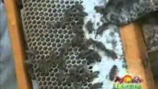 apicultura3