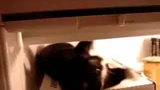 Gambit in The fridge