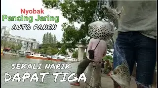 Sekali Narik Dapat Tiga || Pancing Jaring (Spring Bom Net)