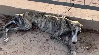 The skinny dog was crying with fear and despair...
