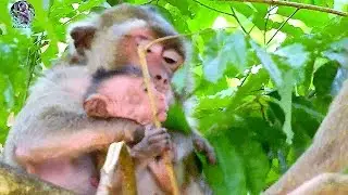 Pitiful Poor baby Brutus Jr hurt cos Merry angry too much | why Merry do strangle serous on B,Jr?