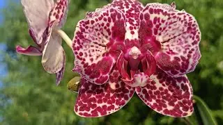 Phal. Lioulin Wild Cat Peloric 💐Садовник Son Ya. Орхидея дикий кот бабочка!