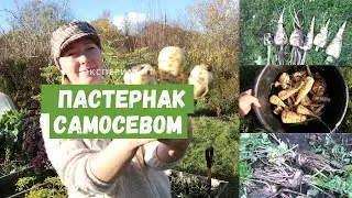ПАСТЕРНАК / Свои семена, самосев, подзимний посев, урожай с двух разных огородов