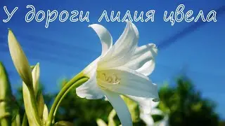 У дороги лилия цвела | Христианское пение