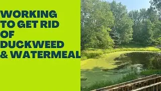 Duckweed skimming