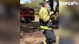 Kitten caught by firefighter falling from top of tree