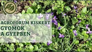 Agrofórum kiskert: Gyomok a gyepben?