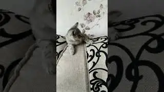 Смешной забавный кот Твикс интересный котенок