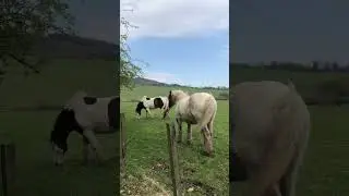 Horses #shorts