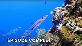 La barrière de coreil du Bélize : Requins, Raies et Coraux Anciens | Le grand bleu sauvage 104