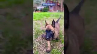 puppy Malinois #shorts #malinois #dog #doglover #puppy