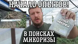 В поисках рабочей МИКОРИЗЫ. Варианты внесения. Начало опытов