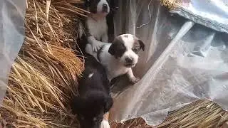New Born puppies @sundaram gv