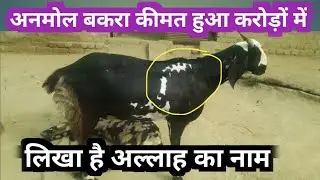 करोड़ों का बकरा लिखा है अल्लाह का नाम | bakare par likha hai Allah Mohammed ka Name | #Qurbani goat