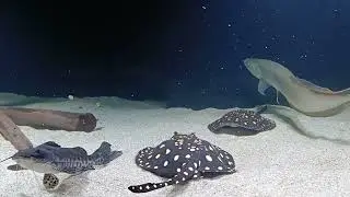 ужин fish monsters