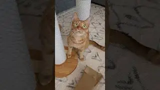 ❤️Кот Артём❤️