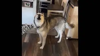 Every. Single. Day. 🙄 #itsahuskything #adorable #siberianhusky #talkinghusky
