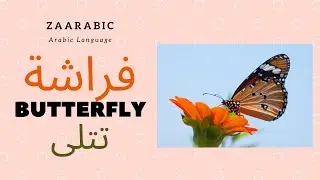 الفراشة | The Butterfly  in Arabic | zaArabic