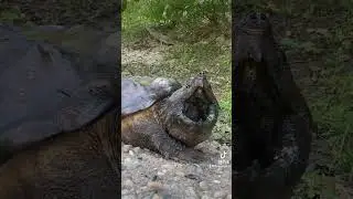 Alligator snapping turtle ￼