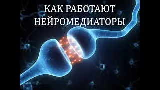 Как работают нейромедиаторы