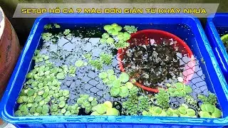 How to Set up Aquarium 7 colors