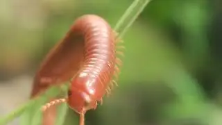 1000 Legs of Mystery: What Do Millipedes Actually Do? (Nature Documentary)