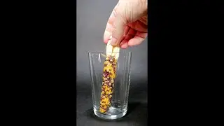 Rainbow Corn Growing - Time lapse #greentimelapse #gtl #timelapse