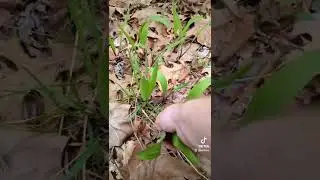 Proper ramp harvesting etiquette