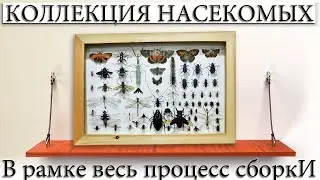 ✅ СБОРКА КОЛЛЕКЦИИ НАСЕКОМЫХ В РАМКУ-ПОД СТЕКЛО.
