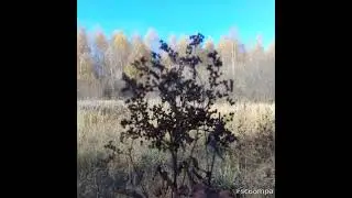 Читаю изумительные стихи!