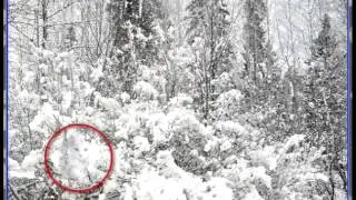 Ответы на игру найди кота в одноклассниках на 16, 17, 18, 19, 20 уровни
