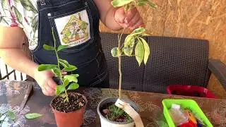 Прививка дополнительных корней, перепрививка
