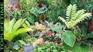 10 Plantas Con Hojas en Forma de Corazón
