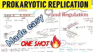 Replication in Prokaryotes (initiation, elongation, termination) || Regulation of replication 😎