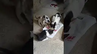 Enjoy Life With Funny kittys😻🤣 #happiness #youtubeshorts #pet #love #funny kitty's#villagelife#cute