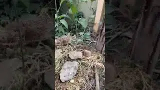 Planting Yam in ridges #yam #harvest #easyharvesting