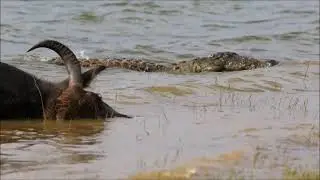 Mugger Crocodiles feeding on dead buffalo- Udawalawe National Park- Sri Lanka