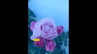 18.08.24г🌹Чудесно!!!😊